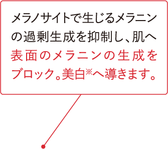 メラノサイトで生じるメラニンの過剰生成を抑制し、肌へ表面のメラニンの生成をブロック。美白※へ導きます。